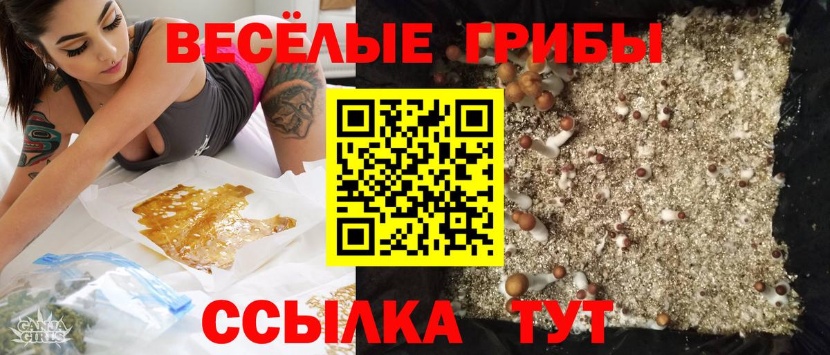 Псилоцибиновые грибы Psilocybe  Вход с VPN  Славгород 